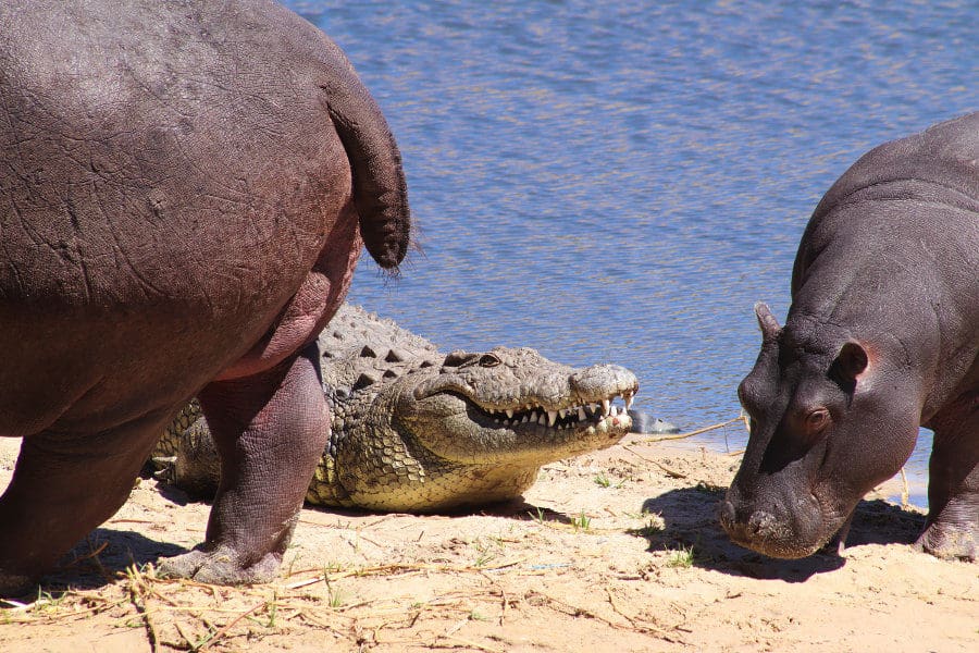 Mom hippo and her calf share a sandbank with a huge Nile crocodile