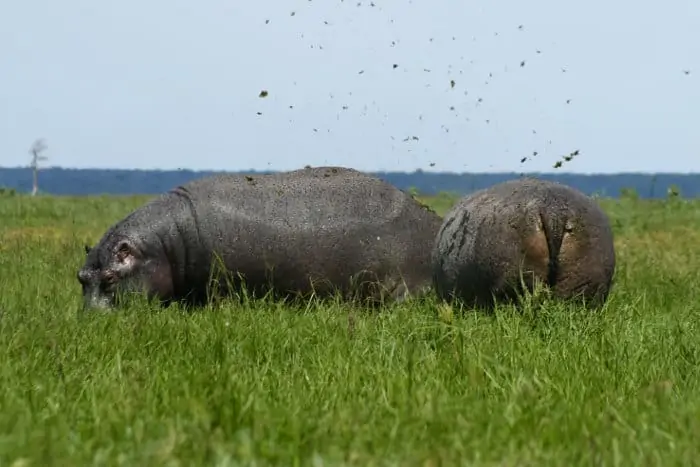 Hippos Spreading Dung.webp