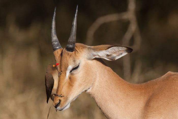 Young impala ram with a red-billed oxpecker on its head, looking for ticks