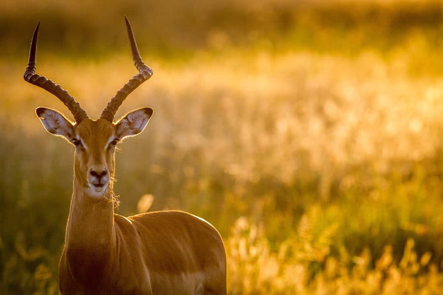 Imposing impala ram in golden light, Chobe