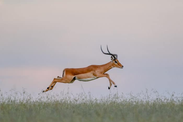Impala ram running at full speed