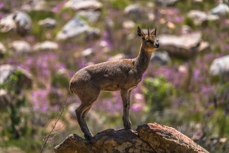 11 Facts About The Klipspringer Africa s Dancing Antelope 11 Facts About The Klipspringer Africa s Dancing Antelope