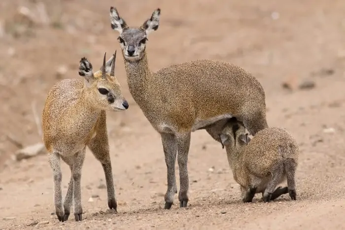 The perfect klipspringer family portrait, with mom feeding its baby