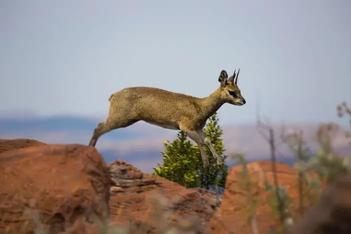 Klipspringer jumping from one rock to another, in Marakele National Park