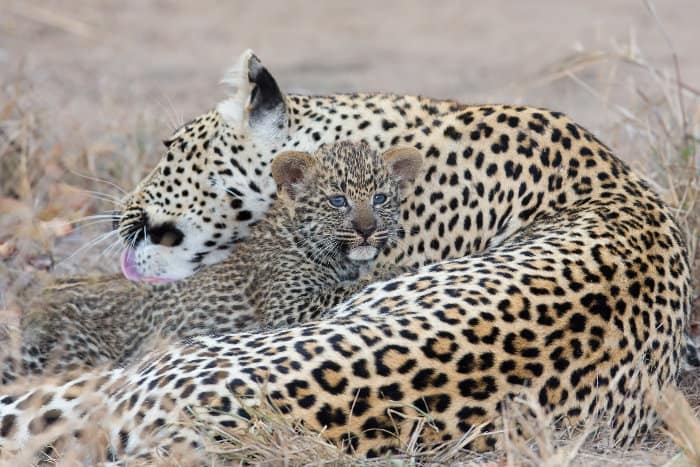 Mother leopard taking care of her baby
