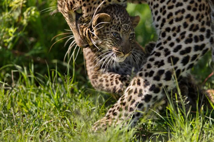 Female leopard carrying her cub in her mouth