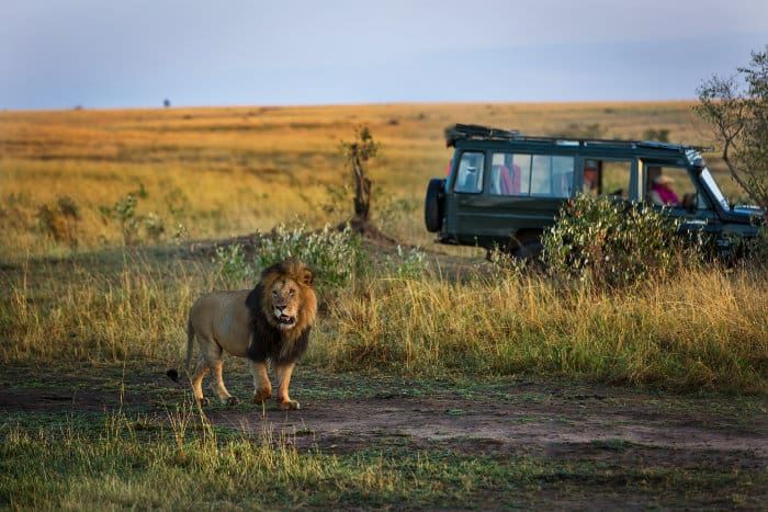 Beautiful male lion with safari jeep in the background, Kenya