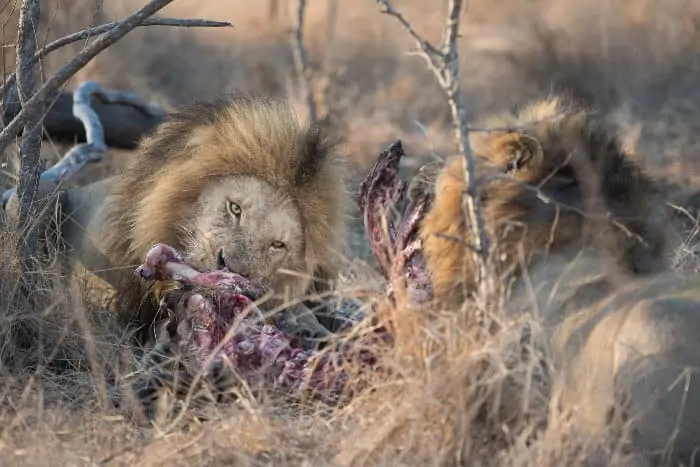 Two big male lions gnawing on a carcass