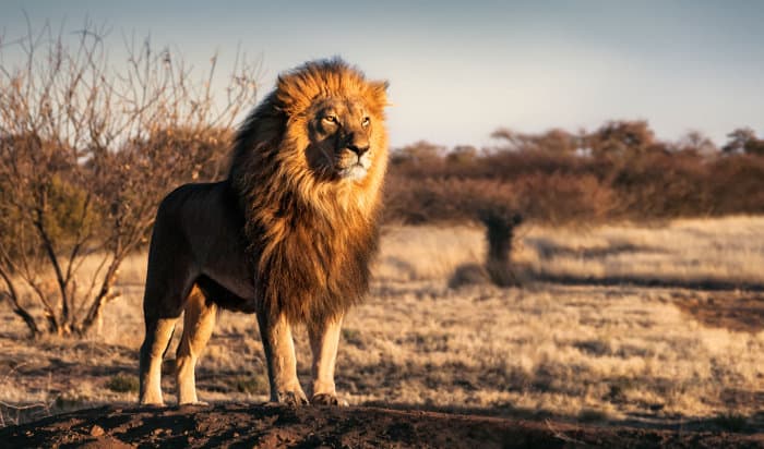 Majestic lion standing proudly on a small mound