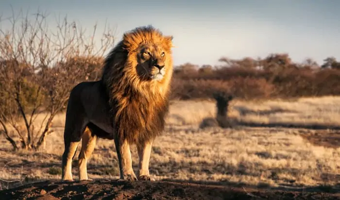 Majestic lion standing proudly on a small mound