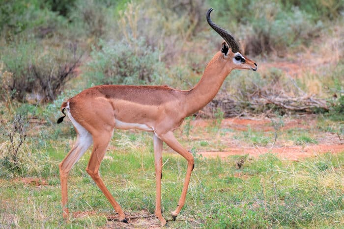 Male gerenuk with its distinctively long neck