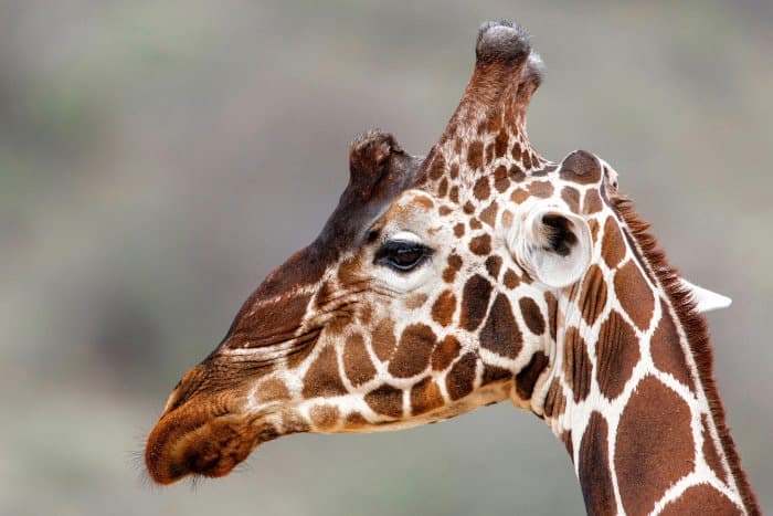 Male reticulated giraffe portrait, with its "five" ossicones