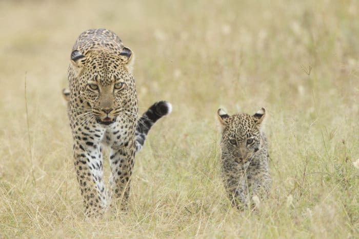 Mother leopard and cub walking in the African savanna, Serengeti