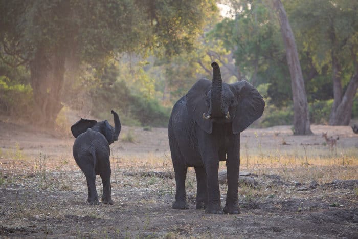 Mom and baby elephant sniff the air nervously, Gonarezhou National Park
