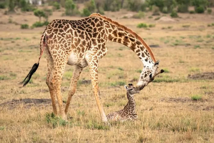 Mother giraffe bends down to take care of her newborn calf
