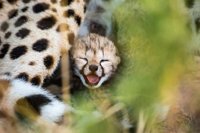 Two days old cheetah cub yawning, with eyes still closed