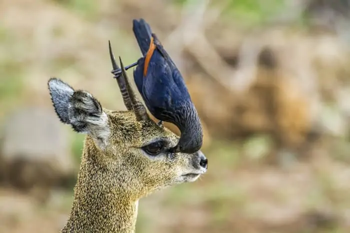 Red-winged starling on top of a klipspringer's head, searching for bugs