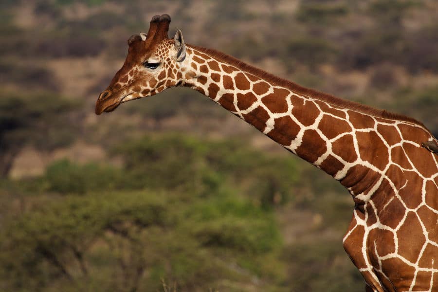 Reticulated giraffe portrait, Samburu National Reserve