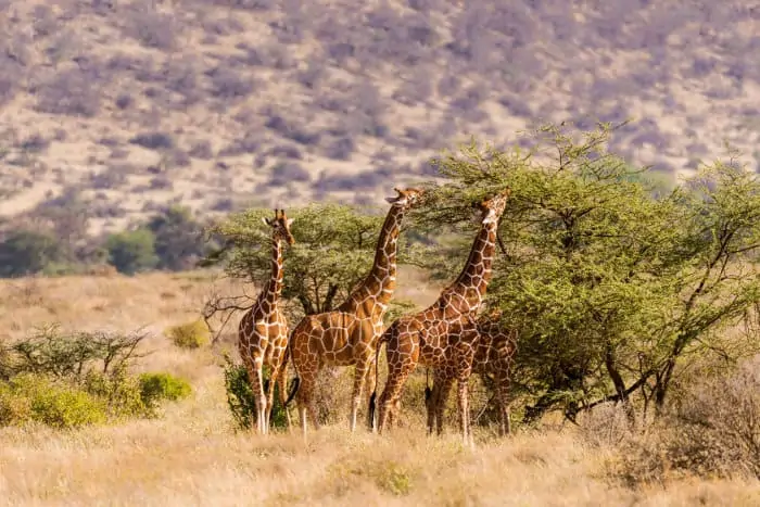 Group of giraffes eating from acacia trees