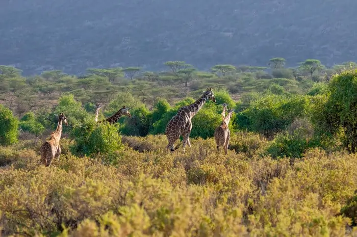 Reticulated giraffe family in its natural habitat