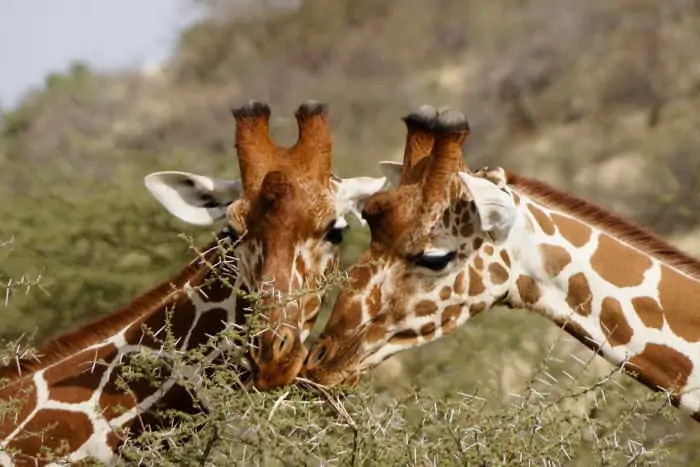 Reticulated giraffe feeding on thorny acacia leaves