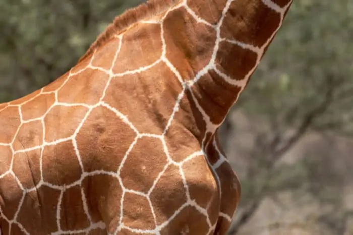Typical pattern of a reticulated giraffe