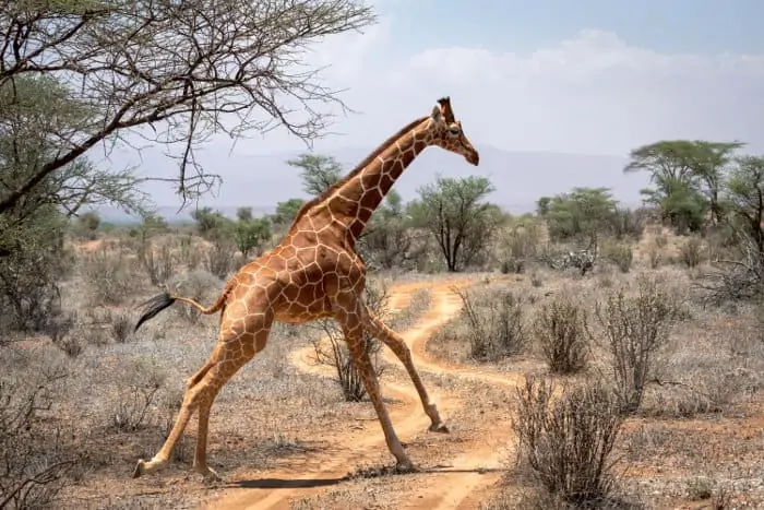 Reticulated giraffe running across a dirt road in Samburu