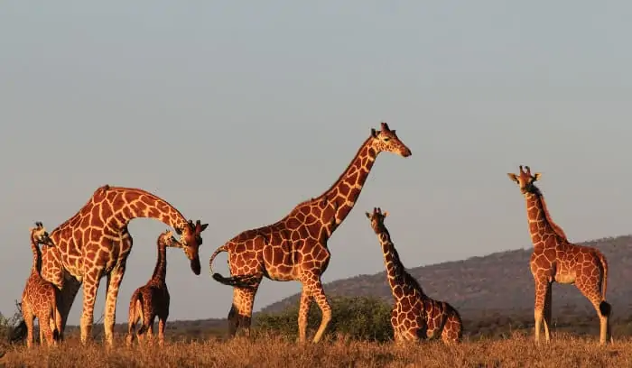 Reticulated giraffe tower, comprising adults and their young