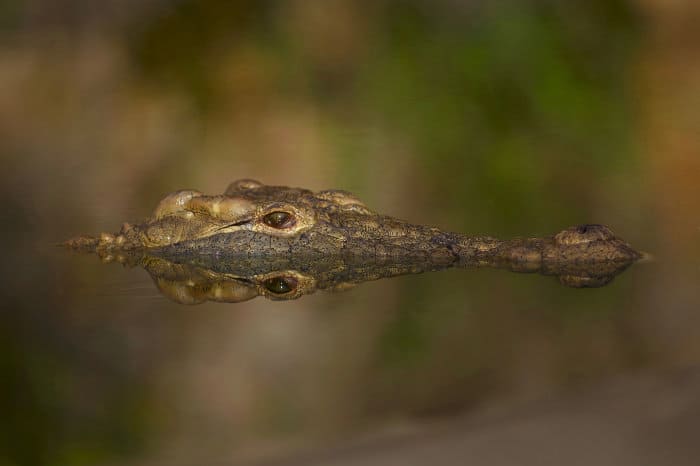 Nile crocodile with only its head floating above the water