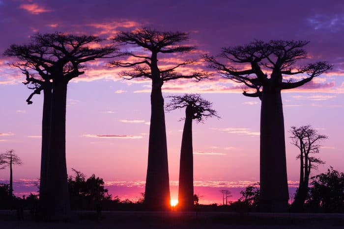 Avenue of the Baobabs at sunset, Madagascar