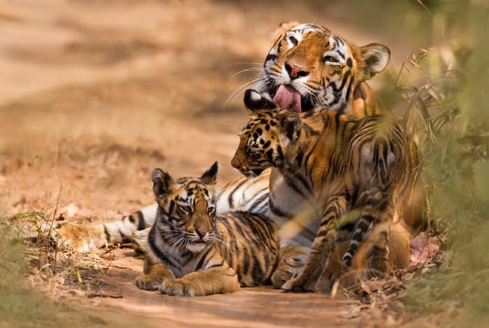 Royal Bengal tiger and cubs in a national park in India