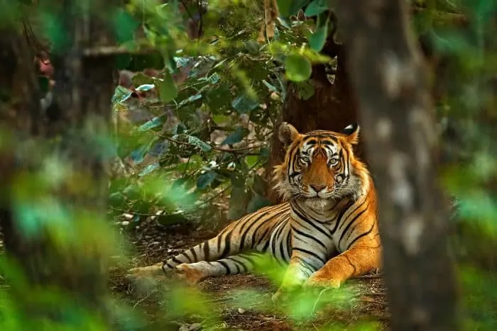 Majestic Bengal tiger in typical jungle habitat