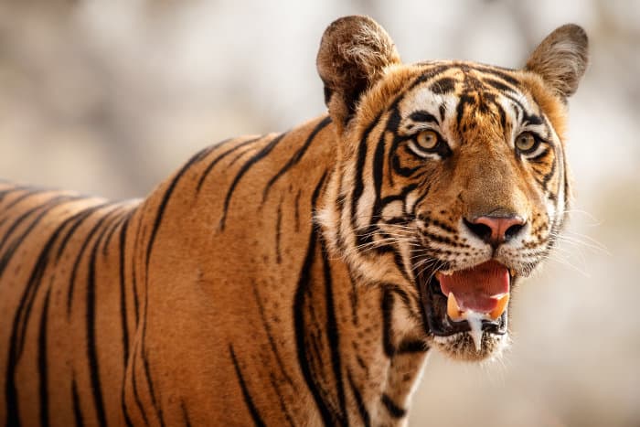 Tiger Vs Lion Battle Of The Biggest Cats Africa Freak