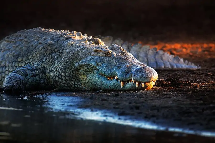 Imposing Nile crocodile resting on a riverbank at dusk, Kruger