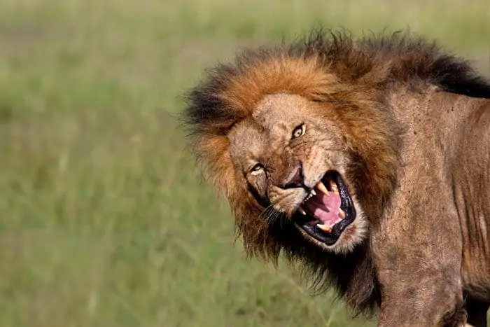 An angry male member of the Olkiombo pride, growling
