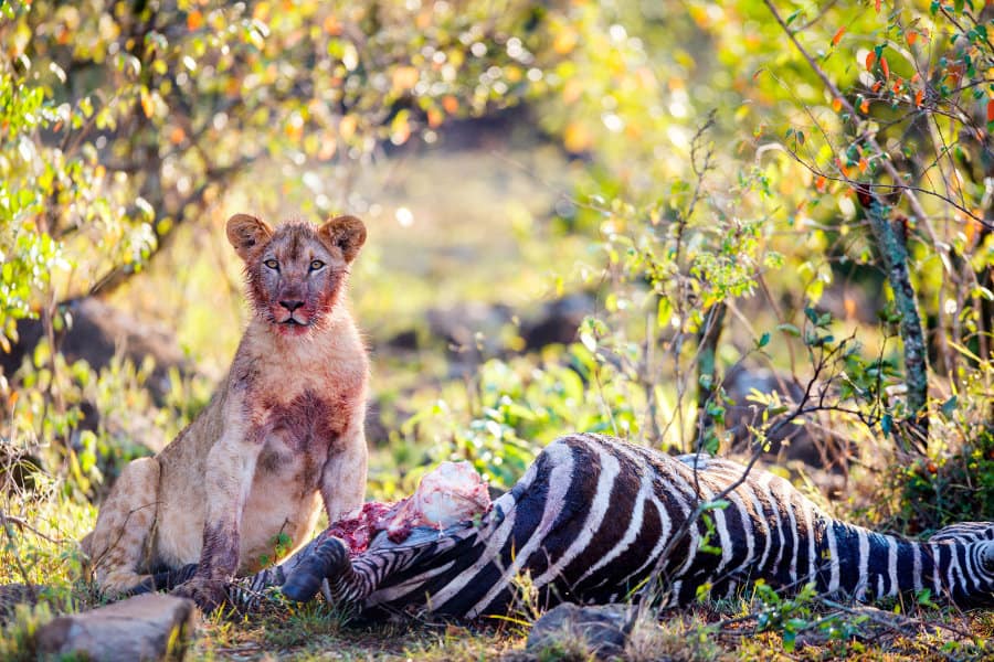 What Do Lions Eat? Meat, Flesh & Poachers - Africa Freak