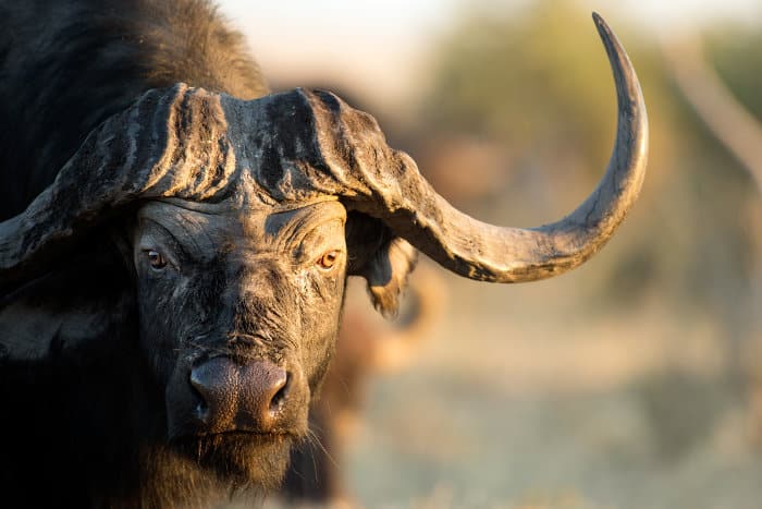 Cape buffalo gaze in afternoon light