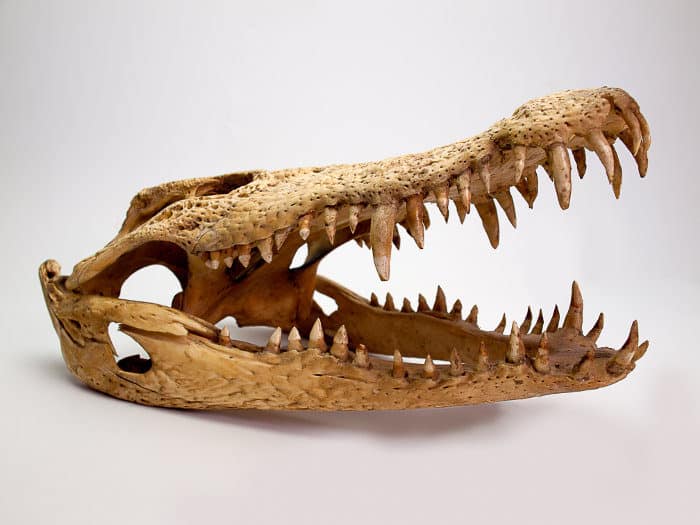 Nile crocodile skull on white background