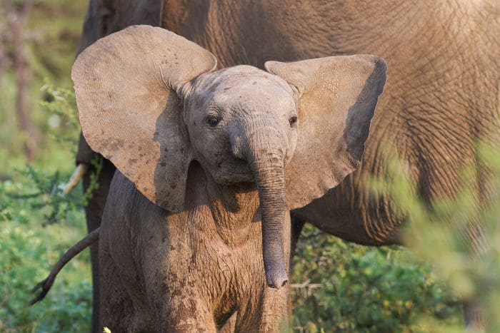 Curious baby elephant