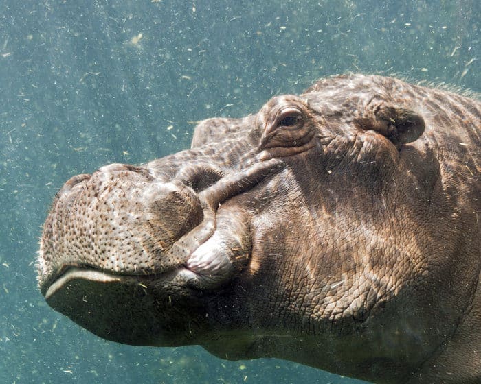Hippo head close-up, underwater