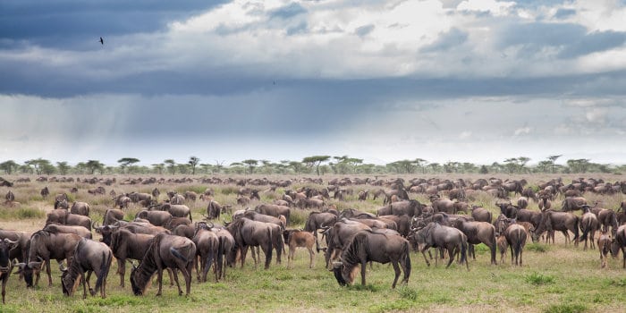 Herd of elephants from above in the Okavango Delta