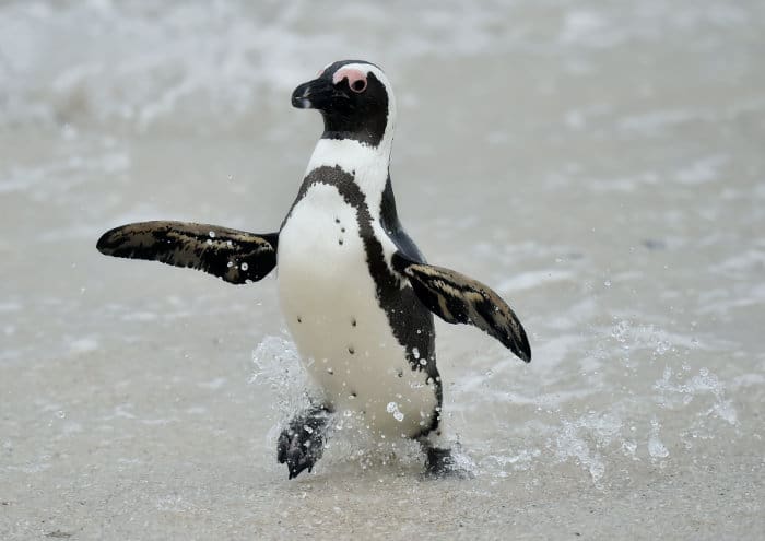 Jackass penguin coming out of the water