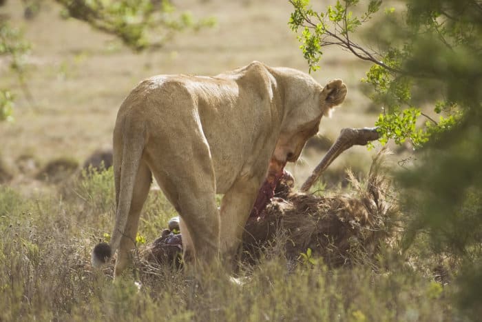 Lion with relatively rare ostrich kill