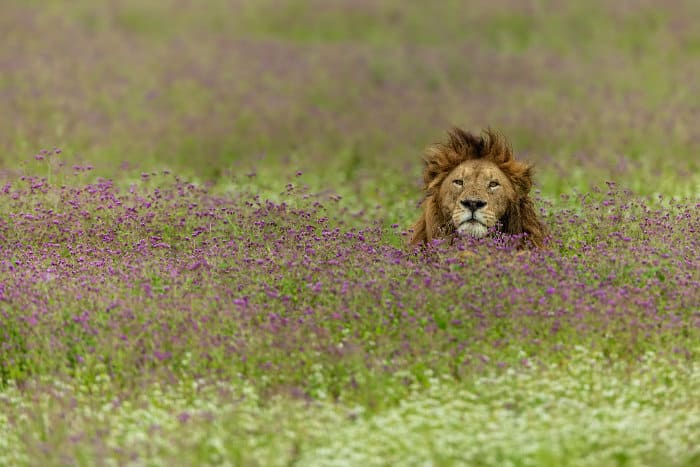 Lion in a field of purple flowers, Ngorongoro Crater