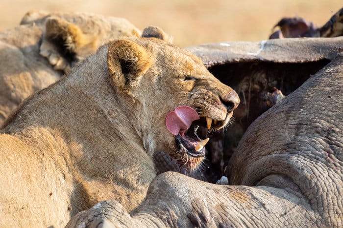 Lioness licks her lips as she feeds on a dead rhino carcass