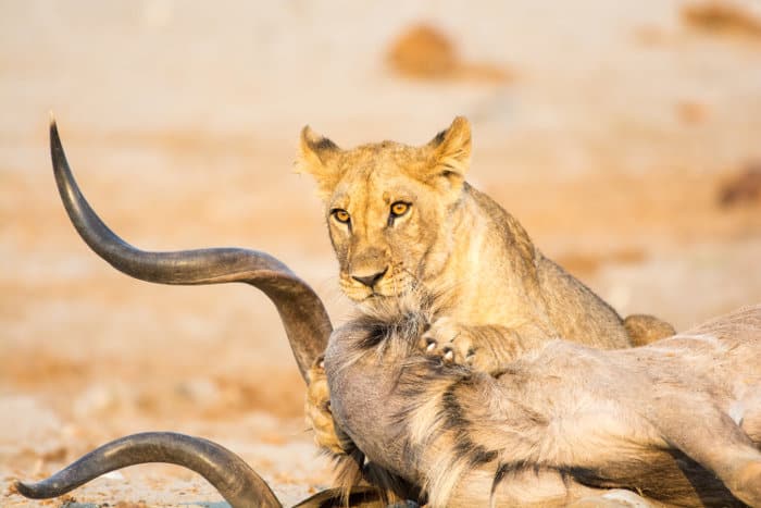 Lioness with large kudu kill