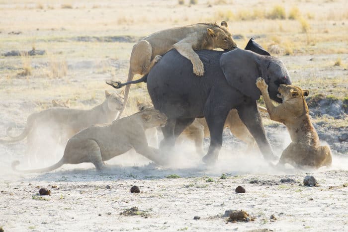 Lions attack and kill a baby elephant