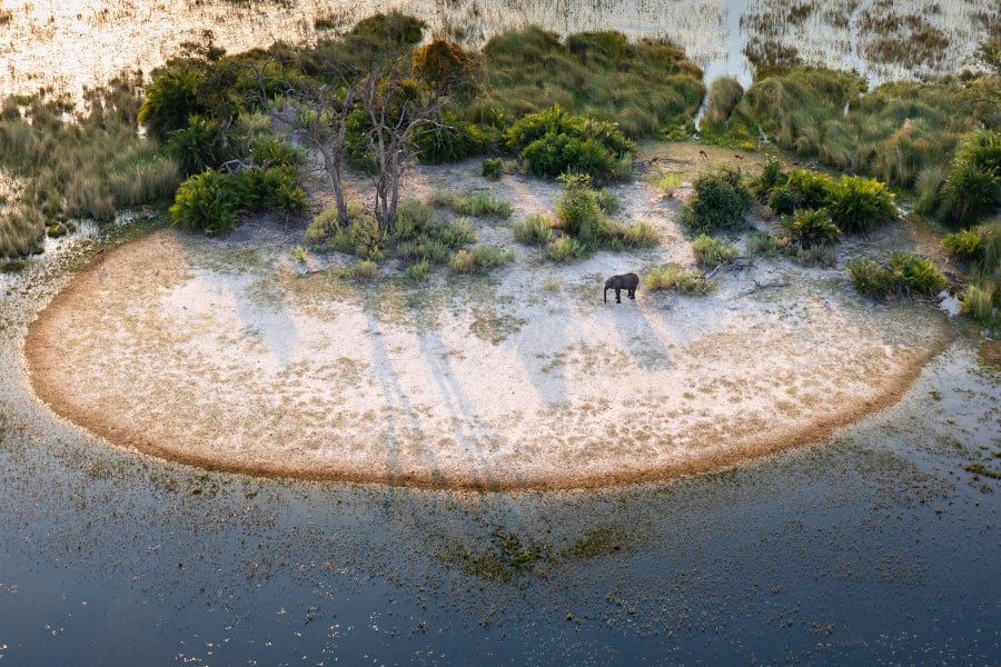 What is a Group of Elephants Called? Go Beyond The Basics!