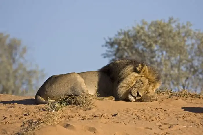 Male lion napping on top of a sand dune, in the Kalahari desert