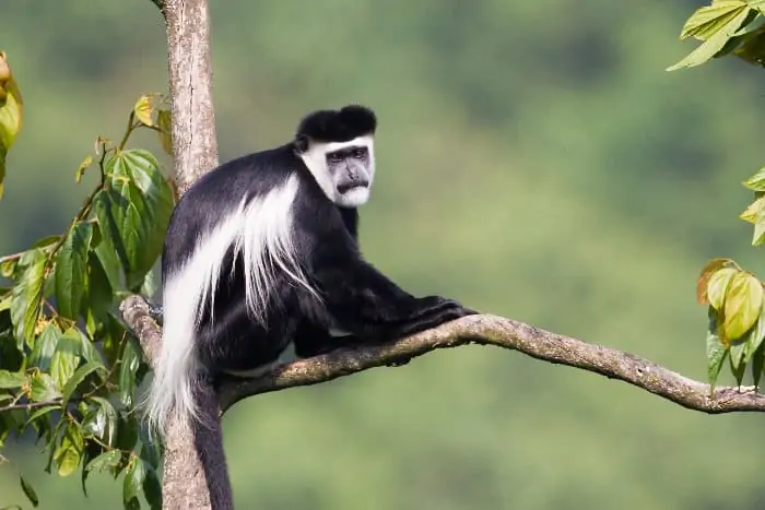 The mantled guereza, also known as the black-and-white colobus monkey, in Bwindi Impenetrable Forest